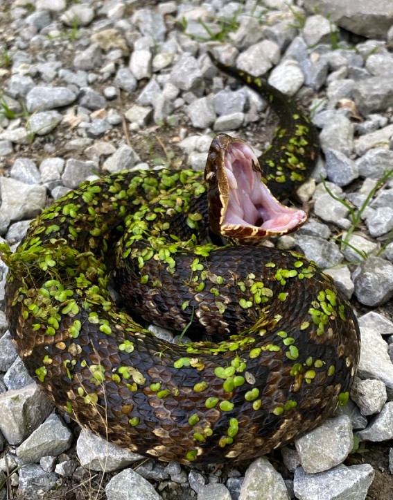 Cottonmouth